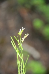 Boechera stricta