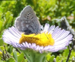Icaricia icarioides parapheres