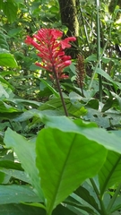 Odontonema