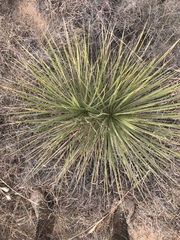 Yucca campestris