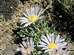 Townsendia scapigera