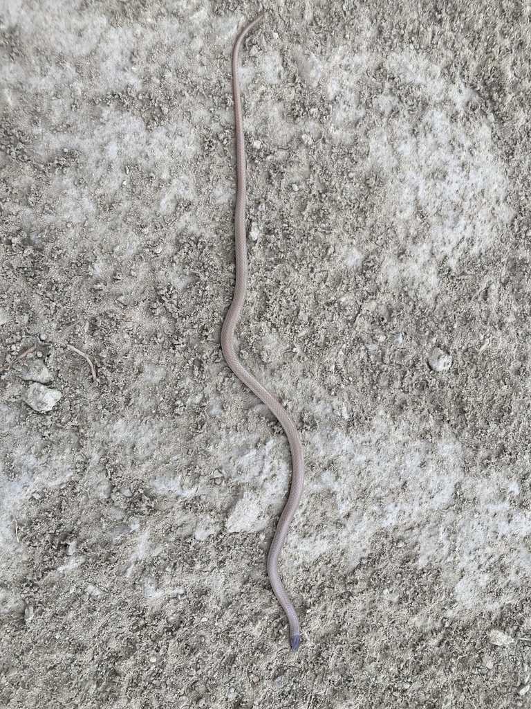 Southwestern Blackhead Snake in June 2023 by robertwayne · iNaturalist