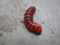 Cactoblastis cactorum