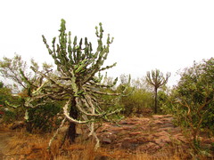 Euphorbia cooperi