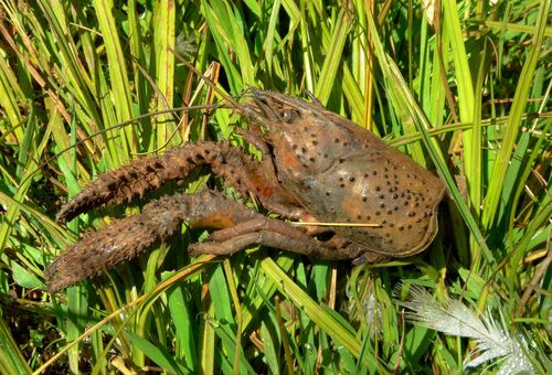 Paranephrops zealandicus