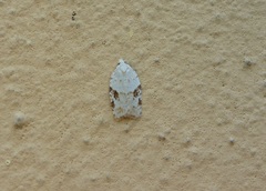 Acleris kochiella
