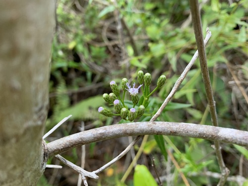 Chromolaena borinquensis