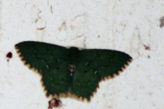 Chloropteryx nordicaria