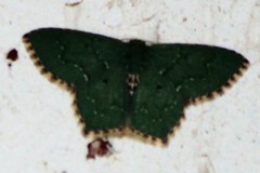 Chloropteryx nordicaria