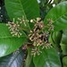 Pisonia brunoniana - Photo no hay derechos reservados