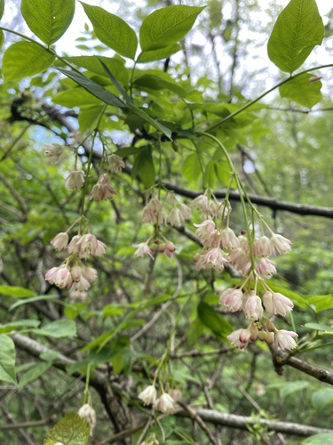 Staphylea colchica, photograph 2