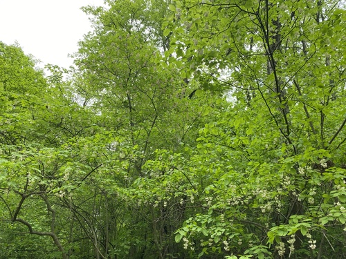 Staphylea colchica, photograph 3