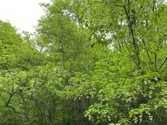 Наталья Пикалова, CC BY, iNaturalist via GBIF Staphylea colchica, photograph Наталья Пикалова, CC BY, iNaturalist via GBIF