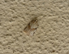 Clepsis spectrana