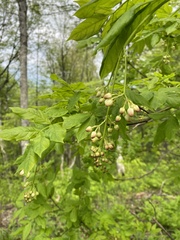 Наталья Пикалова, CC BY, iNaturalist via GBIF Staphylea colchica, photograph Наталья Пикалова, CC BY, iNaturalist via GBIF