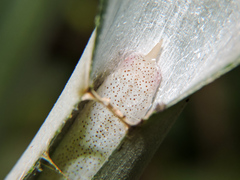 Neoxeniades luda