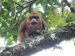 Alouatta guariba
