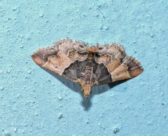 Pyralis pictalis
