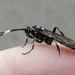 Orgichneumon calcatorius - Photo (c) Alex Bowen, some rights reserved (CC BY-NC), uploaded by Alex Bowen