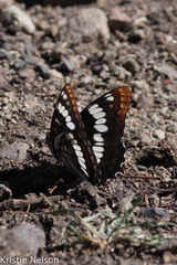 Limenitis weidemeyerii × lorquini