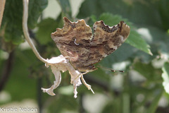Polygonia satyrus