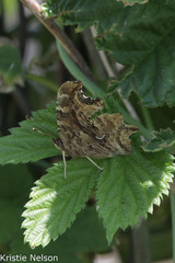 Polygonia satyrus
