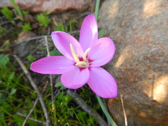 Hesperantha humilis