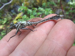Ophiogomphus colubrinus