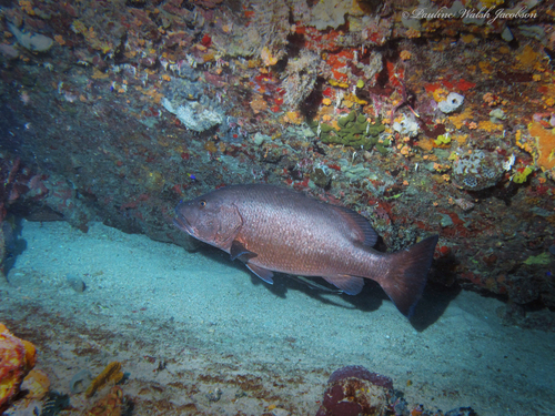 Cubera snapper