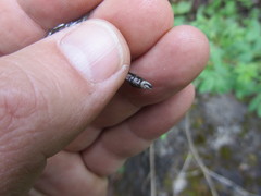 Ophiogomphus colubrinus