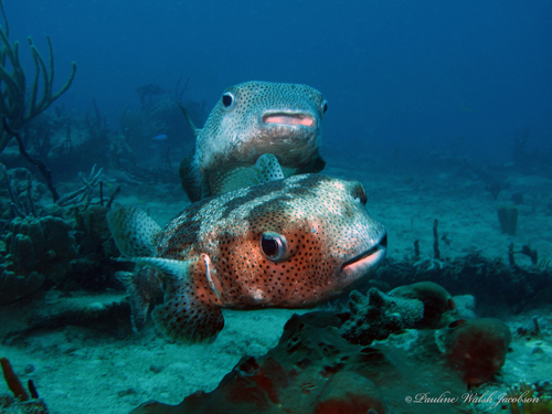 Spotted Porcupinefish