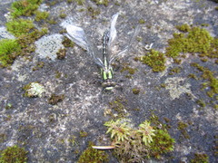 Ophiogomphus colubrinus