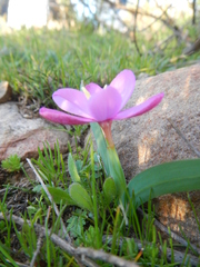 Hesperantha humilis