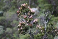 Pterophylla sylvicola