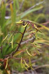 Phormium cookianum hookeri