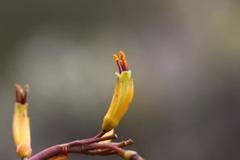 Phormium cookianum hookeri