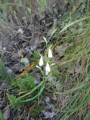 Hesperantha bachmannii