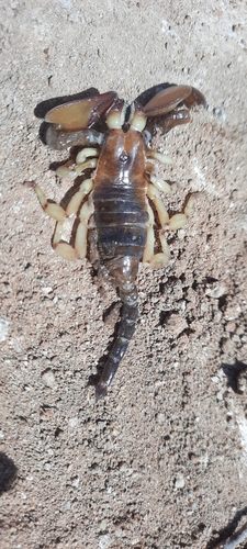 Pandinops pugilator