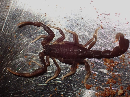 Mazuch's Thicktail Scorpion