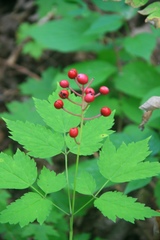 Actaea × ludovicii