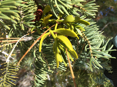 Phoradendron pauciflorum