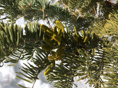 Phoradendron pauciflorum