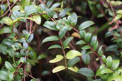 Metrosideros albiflora