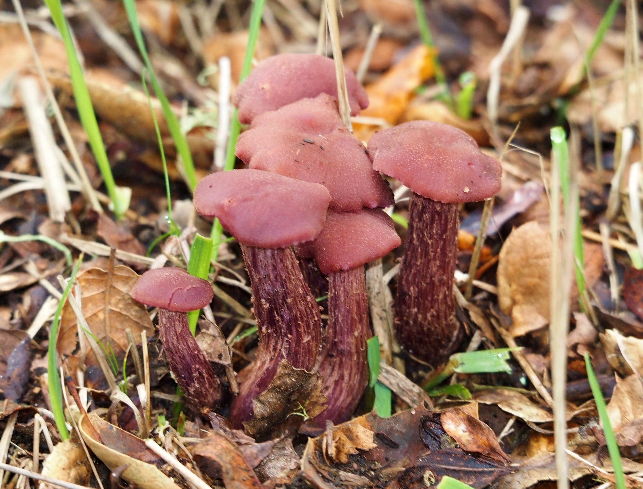 Laccaria amethysteo-occidentalis image