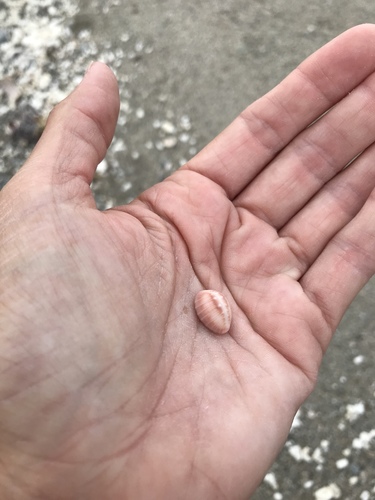 Pusula solandri
