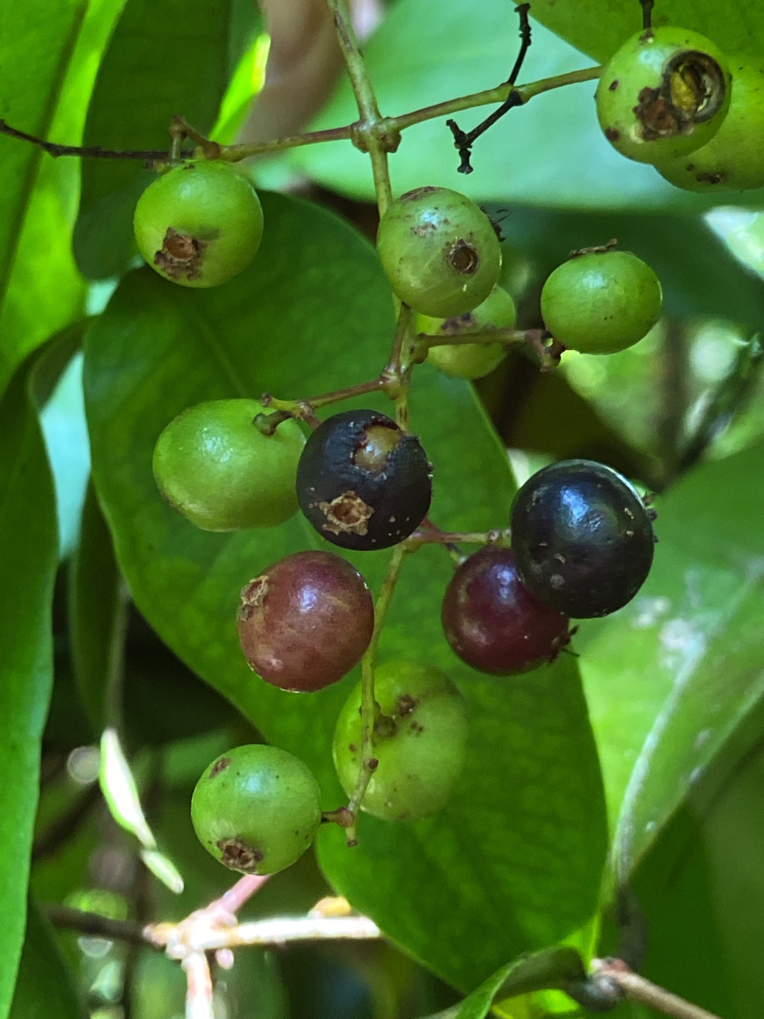 Imagem de Pedra-ume-caá
