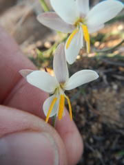 Hesperantha bachmannii