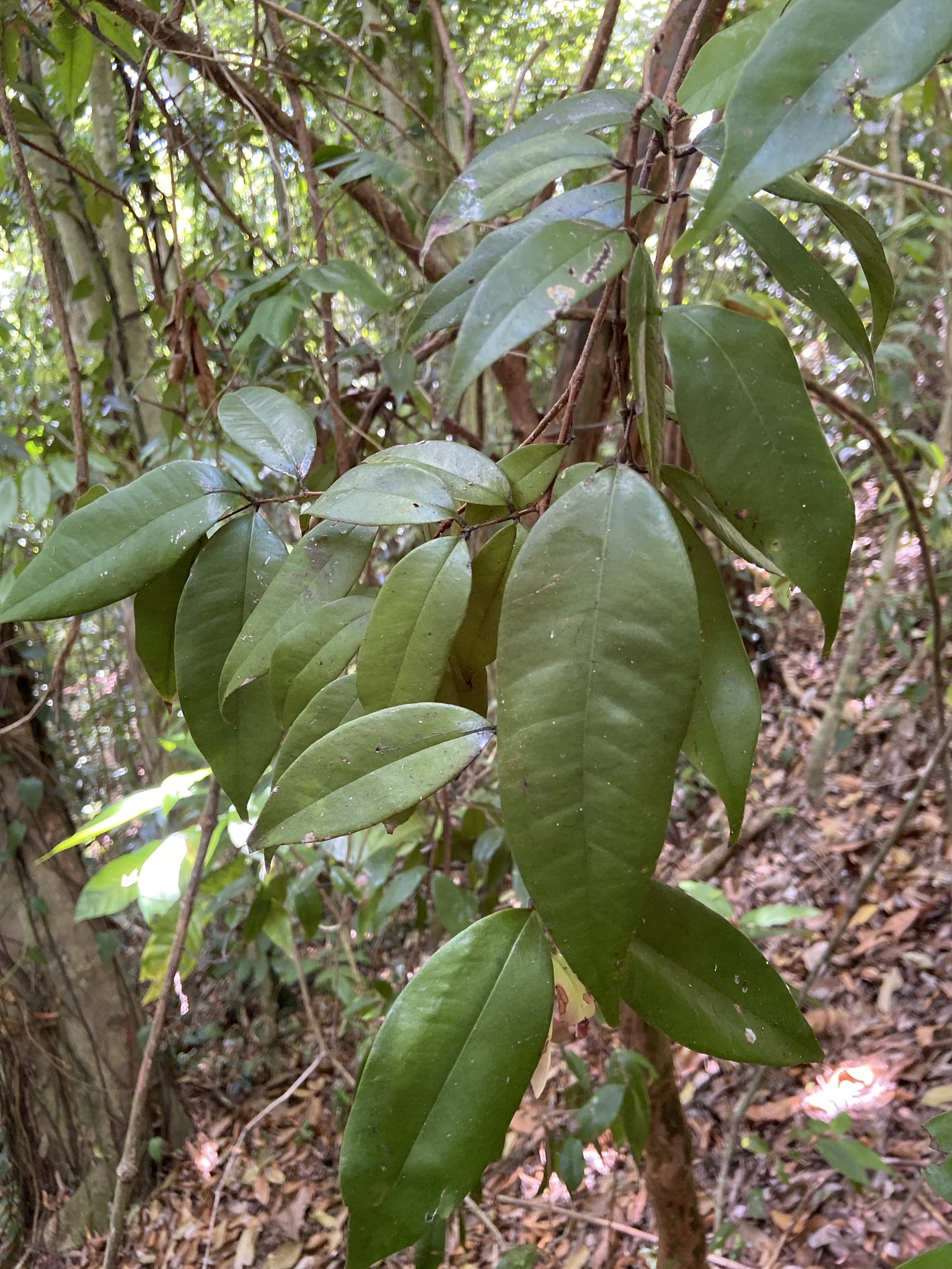 Imagem de Pedra-ume-caá