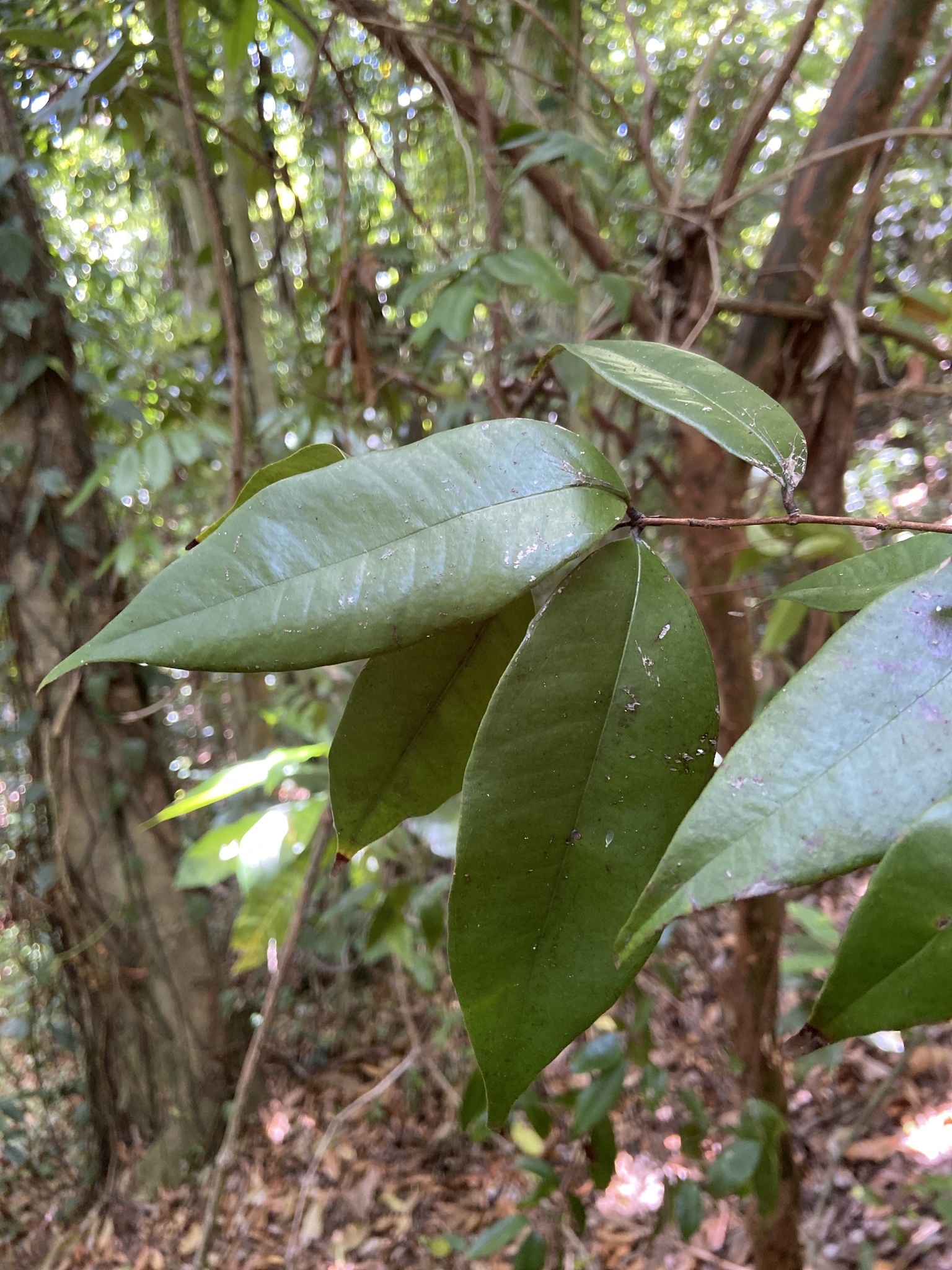 Imagem de Pedra-ume-caá