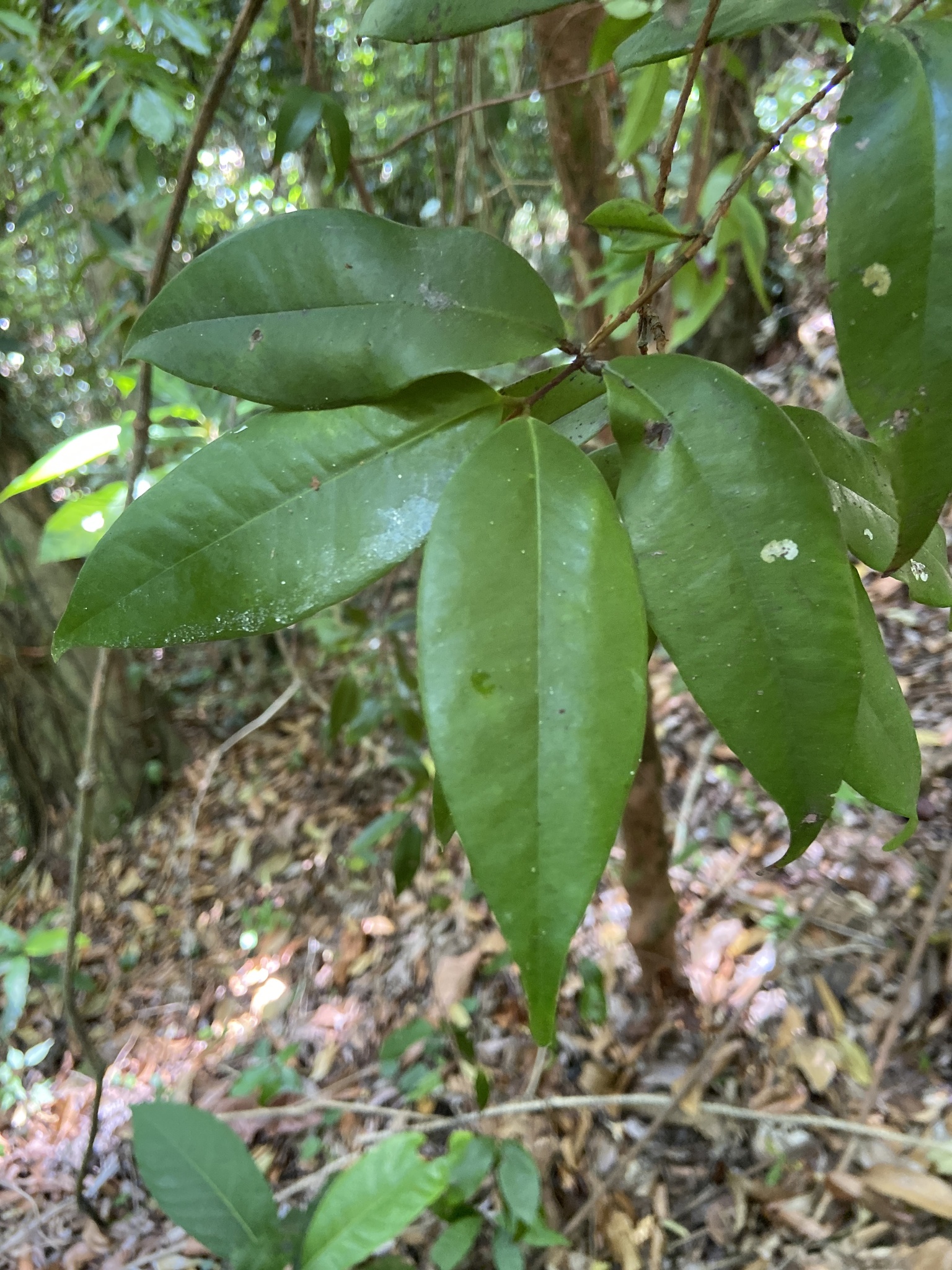 Imagem de Pedra-ume-caá